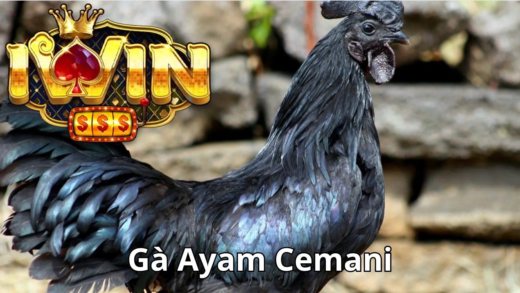 Gà Ayam Cemani tựa giống gà ác nhưng màu đen